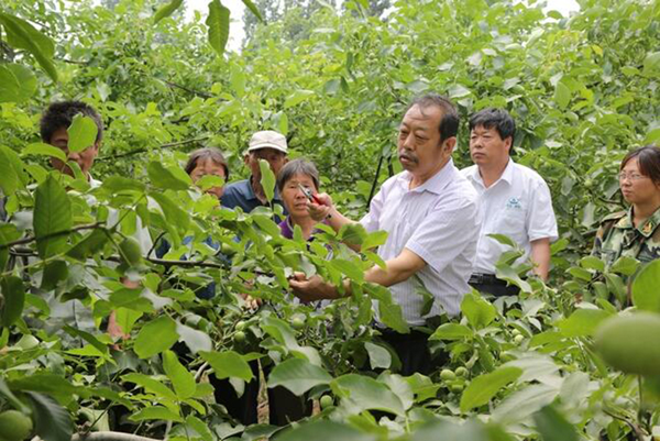 圖為李保國在田間為農(nóng)戶講解核桃栽培實用技術(shù)。